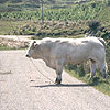 This bull blocked the road for 15 minures - who was I to argue!